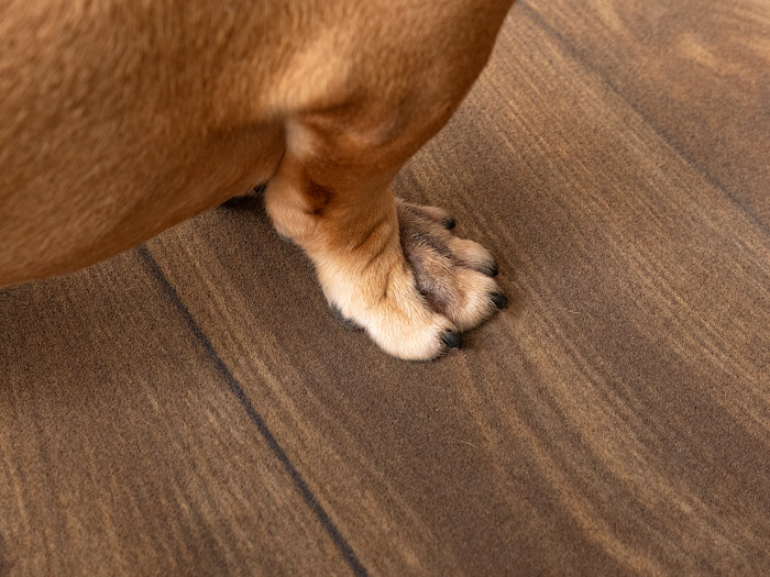 カーペットの上に置いた犬の足