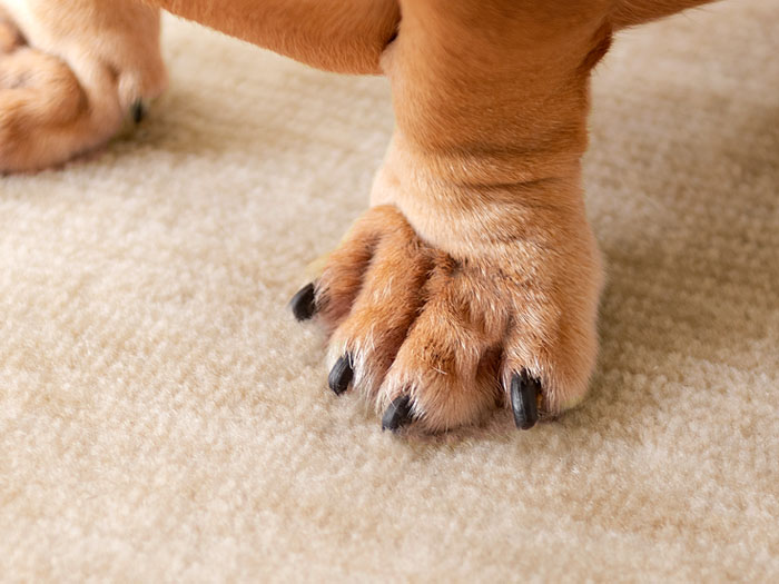 犬がカーペットを踏む