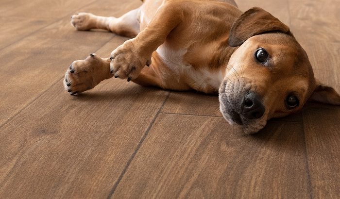 犬用のカーペット