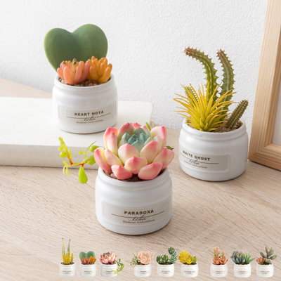 人気の観葉植物・光触媒はこちらから。家具・インテリア通販
