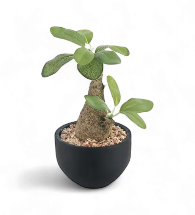 観葉植物・ 光触媒