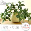 光触媒 人工観葉植物 Fittonia 〔フィットニア〕  【送料あり】 詳細はこちら  
