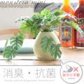 光触媒 人工観葉植物 MONSTERA mini  〔モンステラミニ〕  【送料あり】 詳細はこちら  