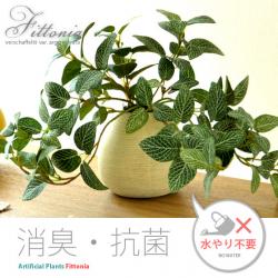 光触媒人工観葉植物(フィットニア)