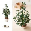光触媒人工植物 Olive 〔オリーブ〕 グリーン